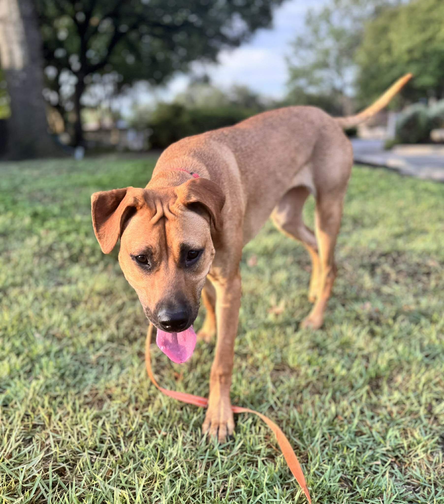 Pumpkin, a Adoptable mixed breed in San Antonio, TX image 5/6