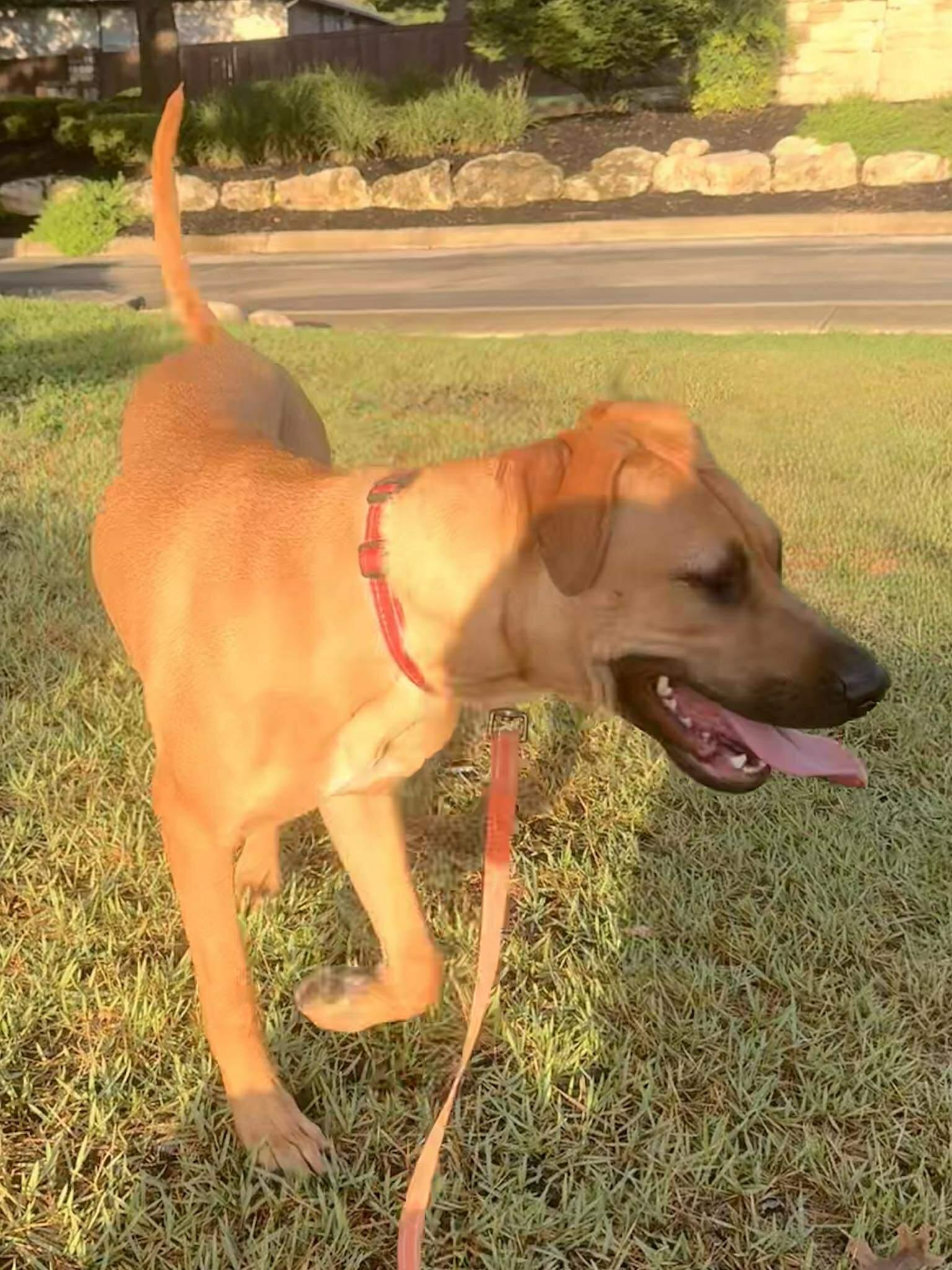 Pumpkin, a Adoptable mixed breed in San Antonio, TX image 6/6