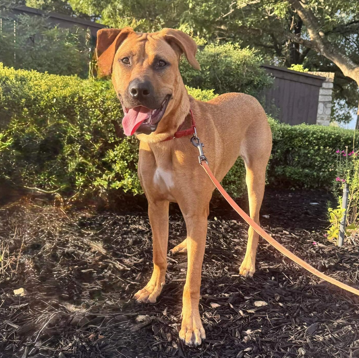 Pumpkin, a Adoptable mixed breed in San Antonio, TX image 3/6