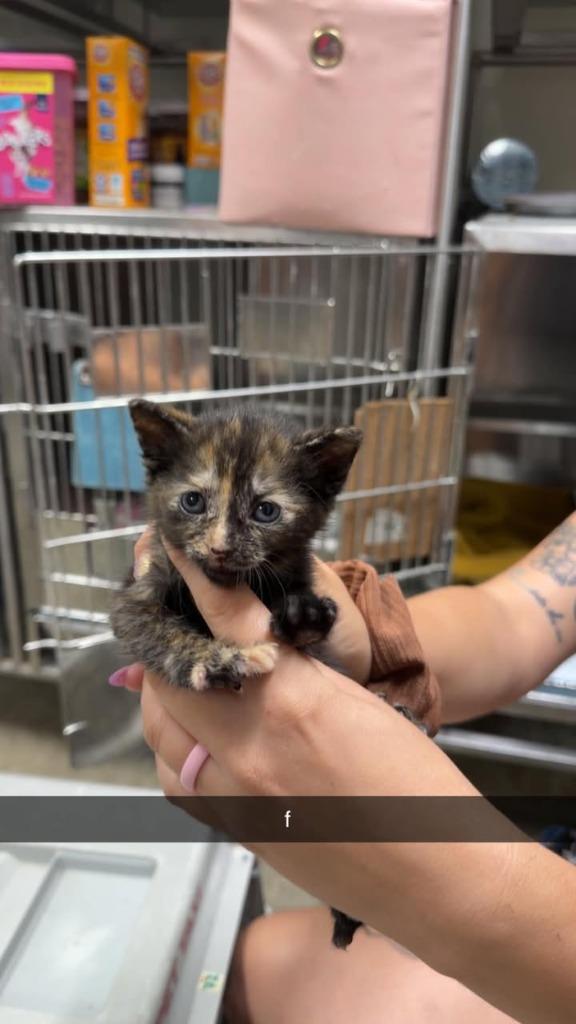 Enlarge Félicette, a Adoptable mixed breed in Greensburg, IN image 1/1