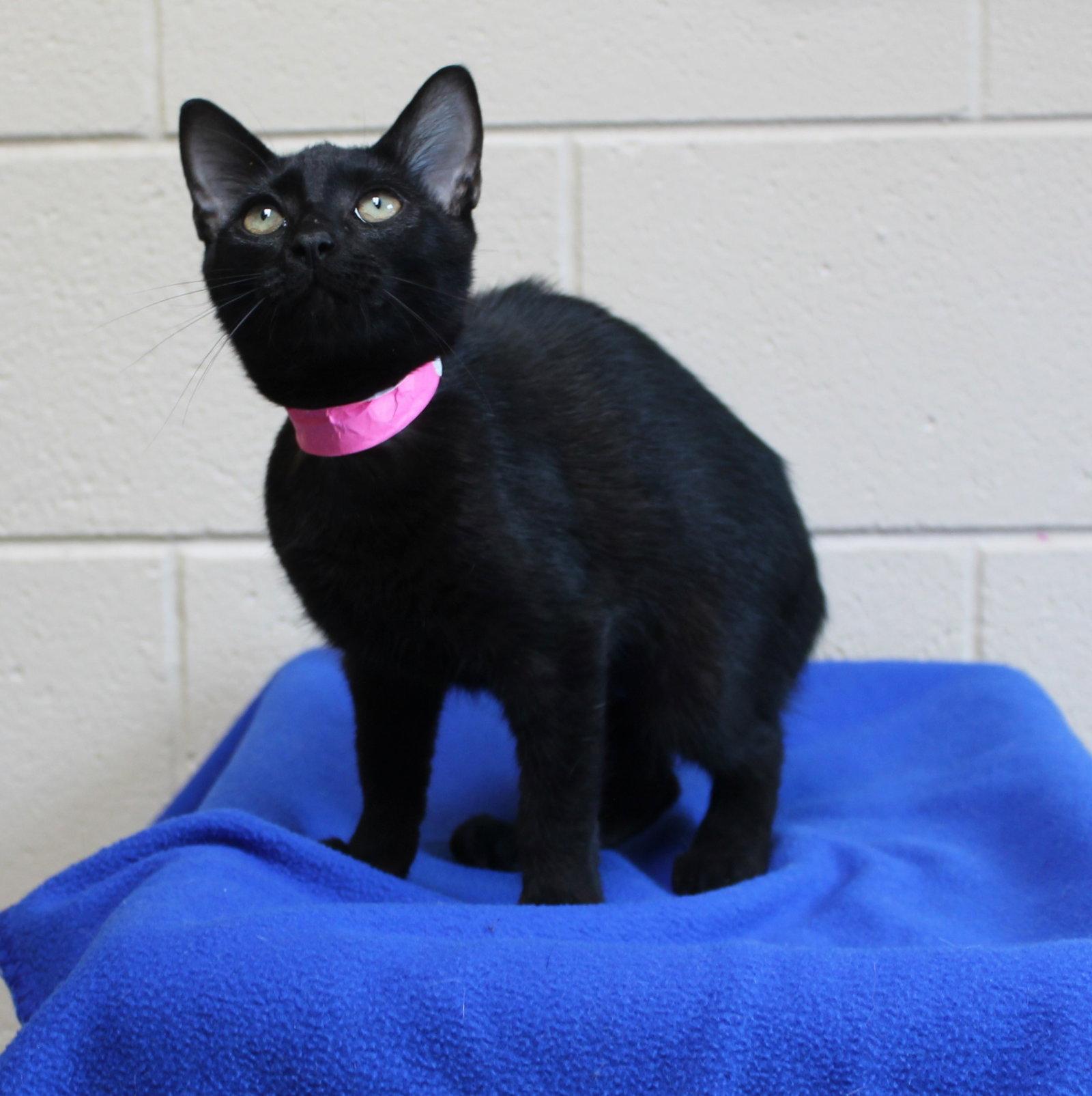 Boo - 44443, Adoptable, Kitten Female Domestic Short Hair.