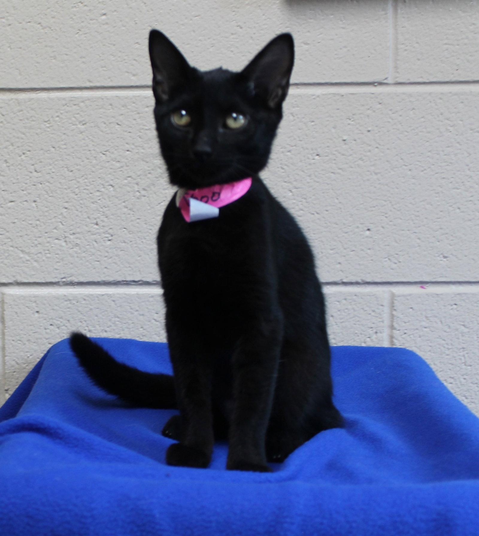 Enlarge Boo - 44443, a Adoptable Domestic Short Hair in Prattville, AL image 2/3