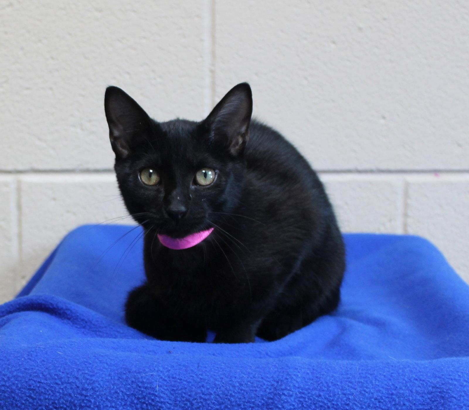 Enlarge Boo - 44443, a Adoptable Domestic Short Hair in Prattville, AL image 3/3