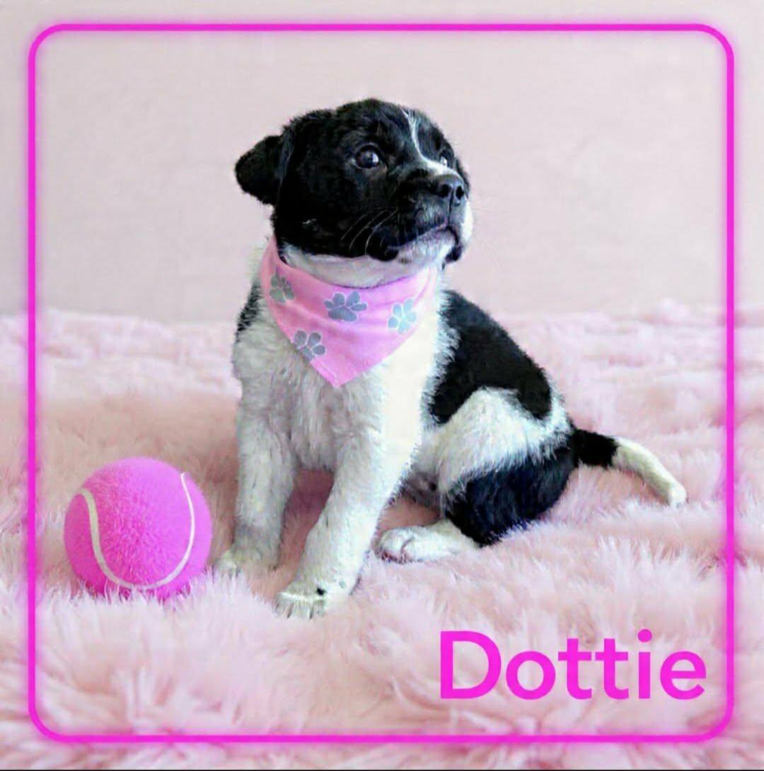 Enlarge DOTTIE, an adopted mixed breed in Grove, OK image 3/4