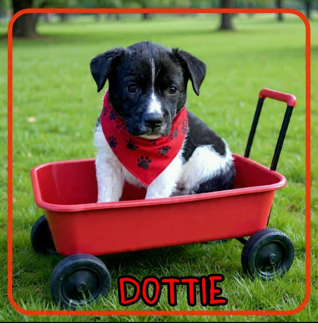 Enlarge DOTTIE, an adopted mixed breed in Grove, OK image 4/4
