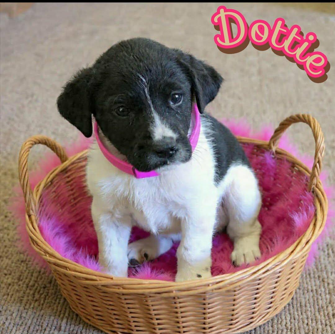 Enlarge DOTTIE, an adopted mixed breed in Grove, OK image 2/4