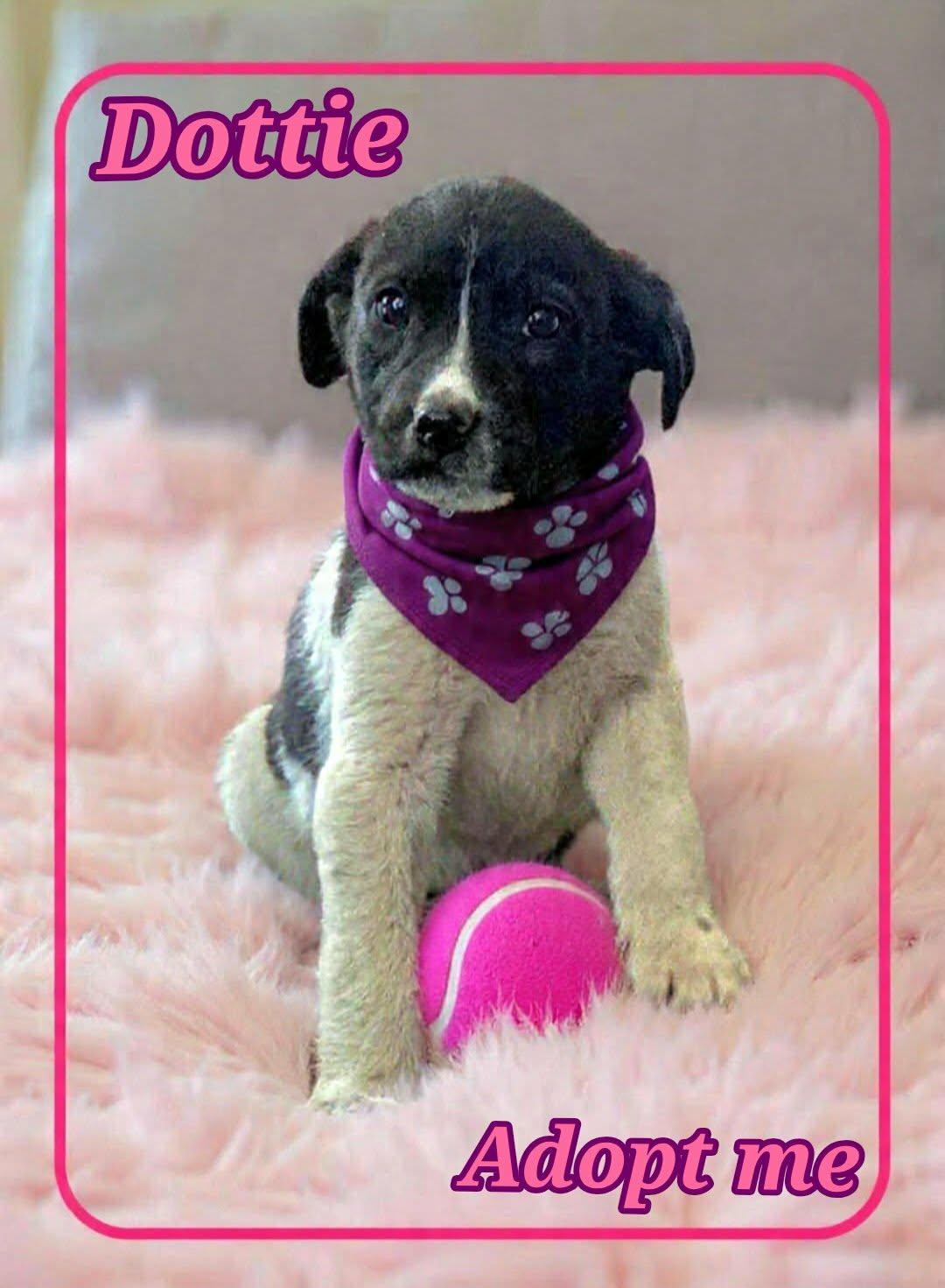 Enlarge DOTTIE, an adopted mixed breed in Grove, OK image 1/4