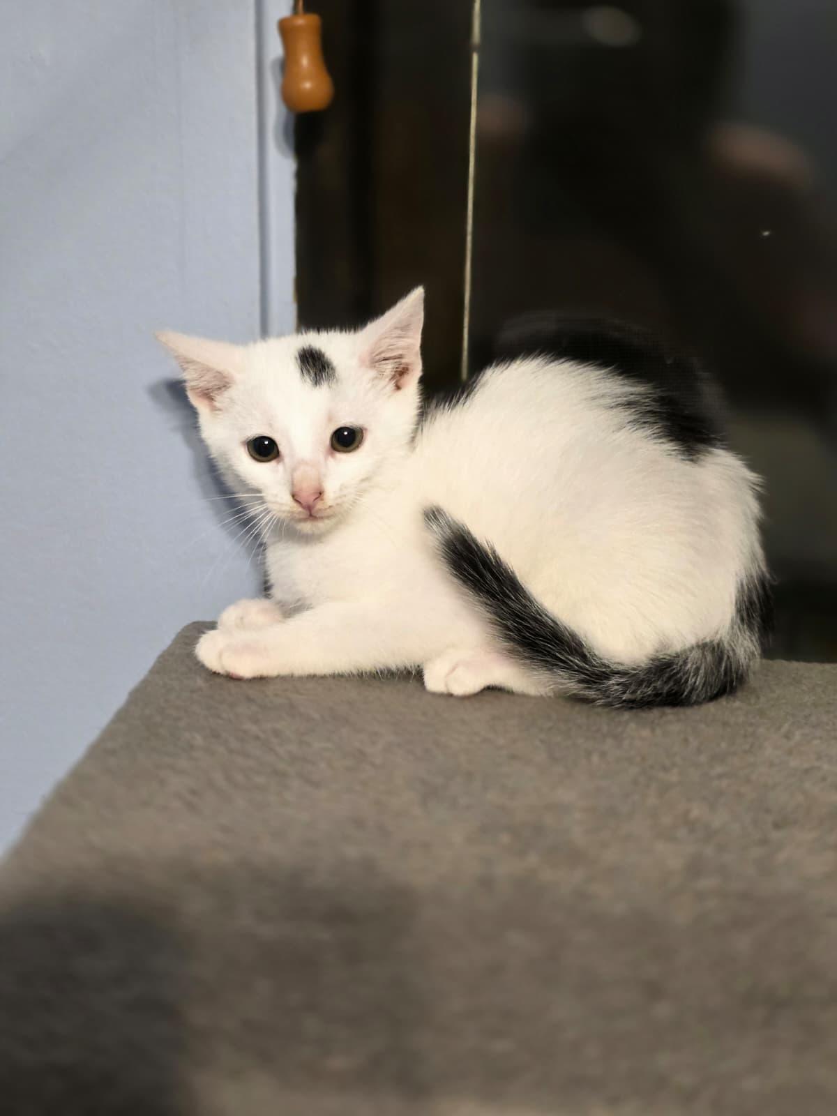 Enlarge Kevin, a Adoptable Domestic Short Hair in Chattanooga, TN image 6/6