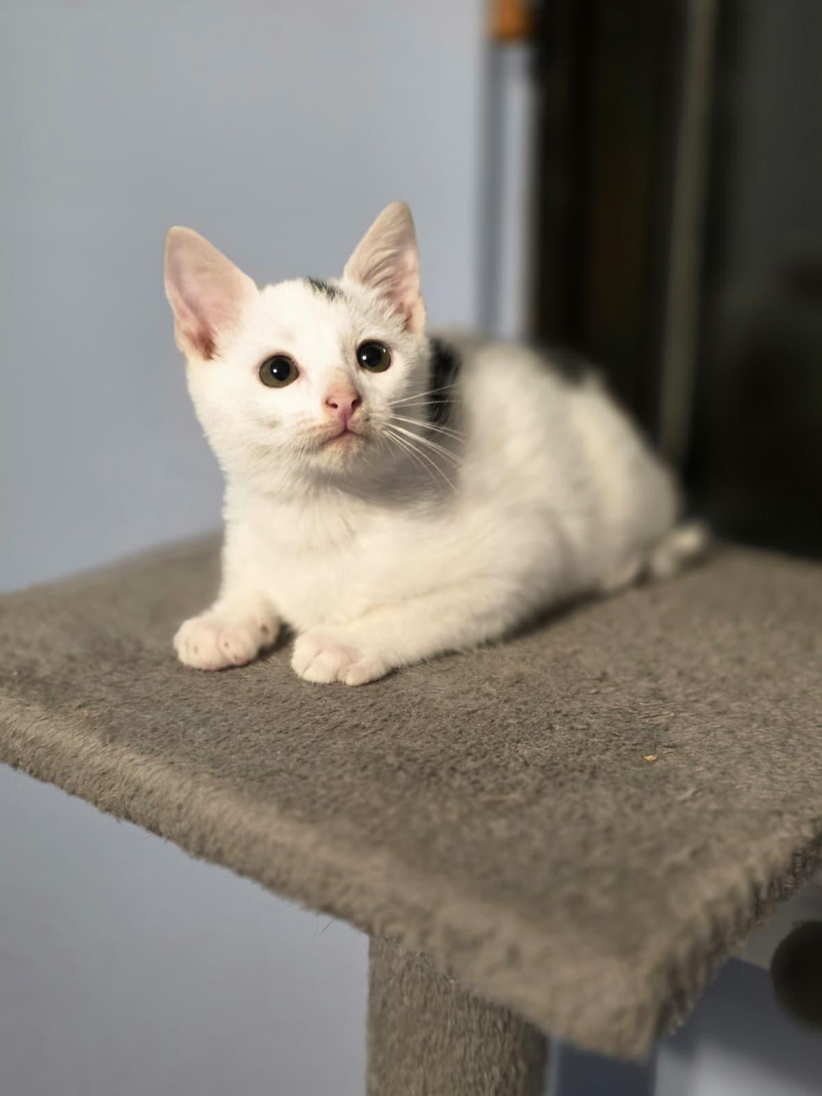Enlarge Kevin, a Adoptable Domestic Short Hair in Chattanooga, TN image 2/6