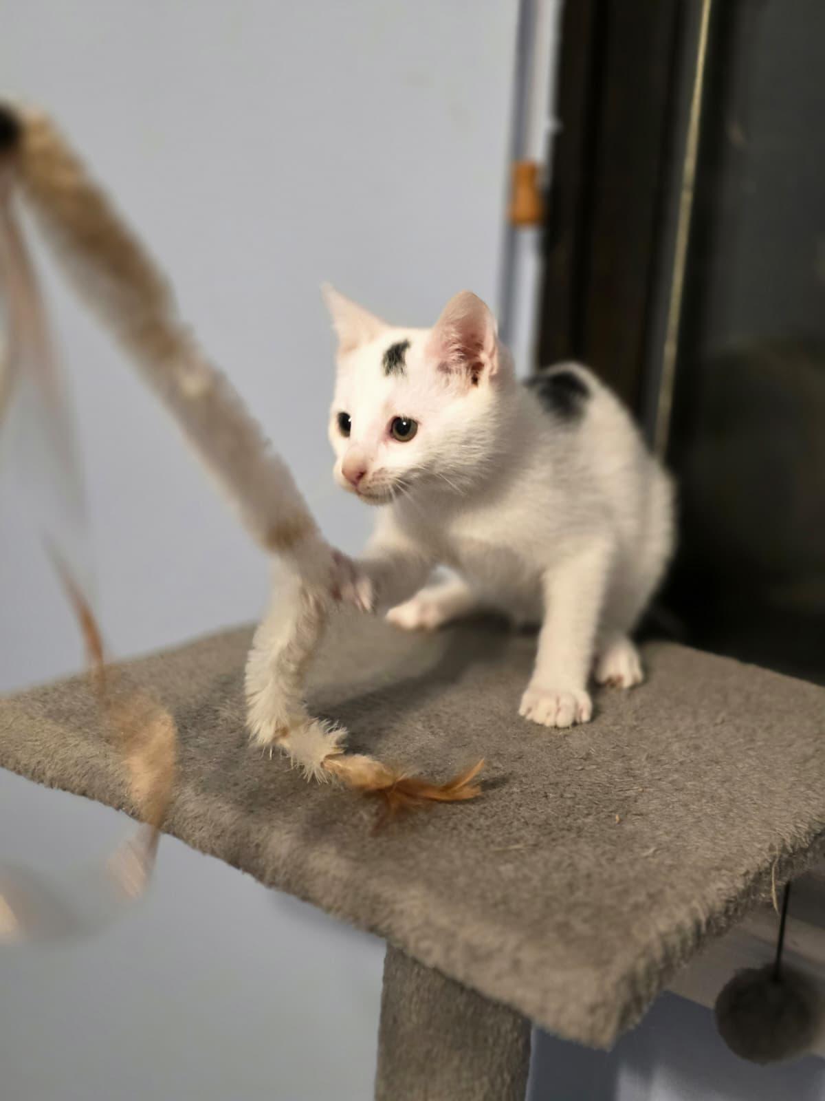 Enlarge Kevin, a Adoptable Domestic Short Hair in Chattanooga, TN image 5/6