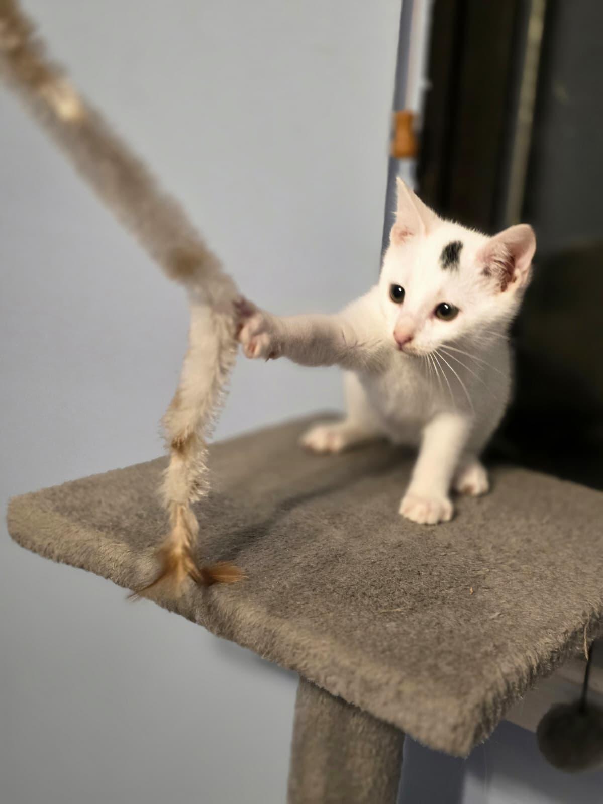 Enlarge Kevin, a Adoptable Domestic Short Hair in Chattanooga, TN image 4/6