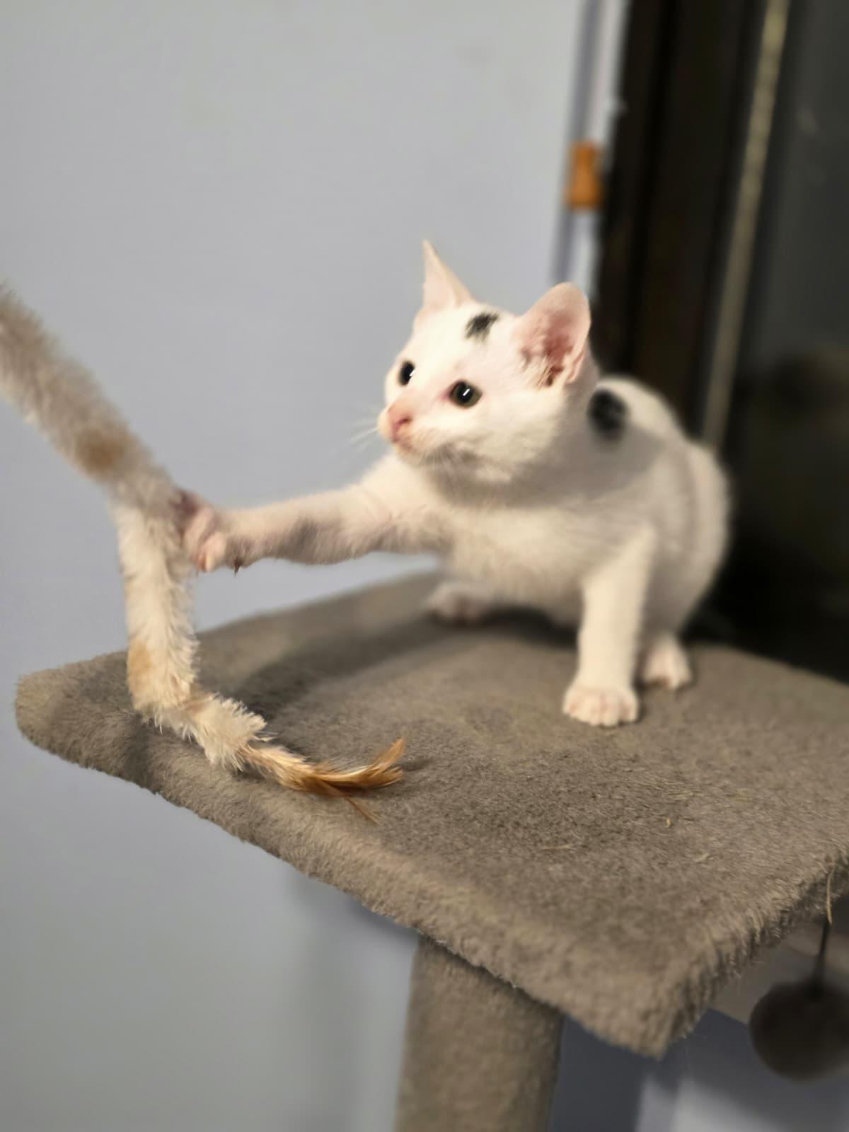 Enlarge Kevin, a Adoptable Domestic Short Hair in Chattanooga, TN image 3/6