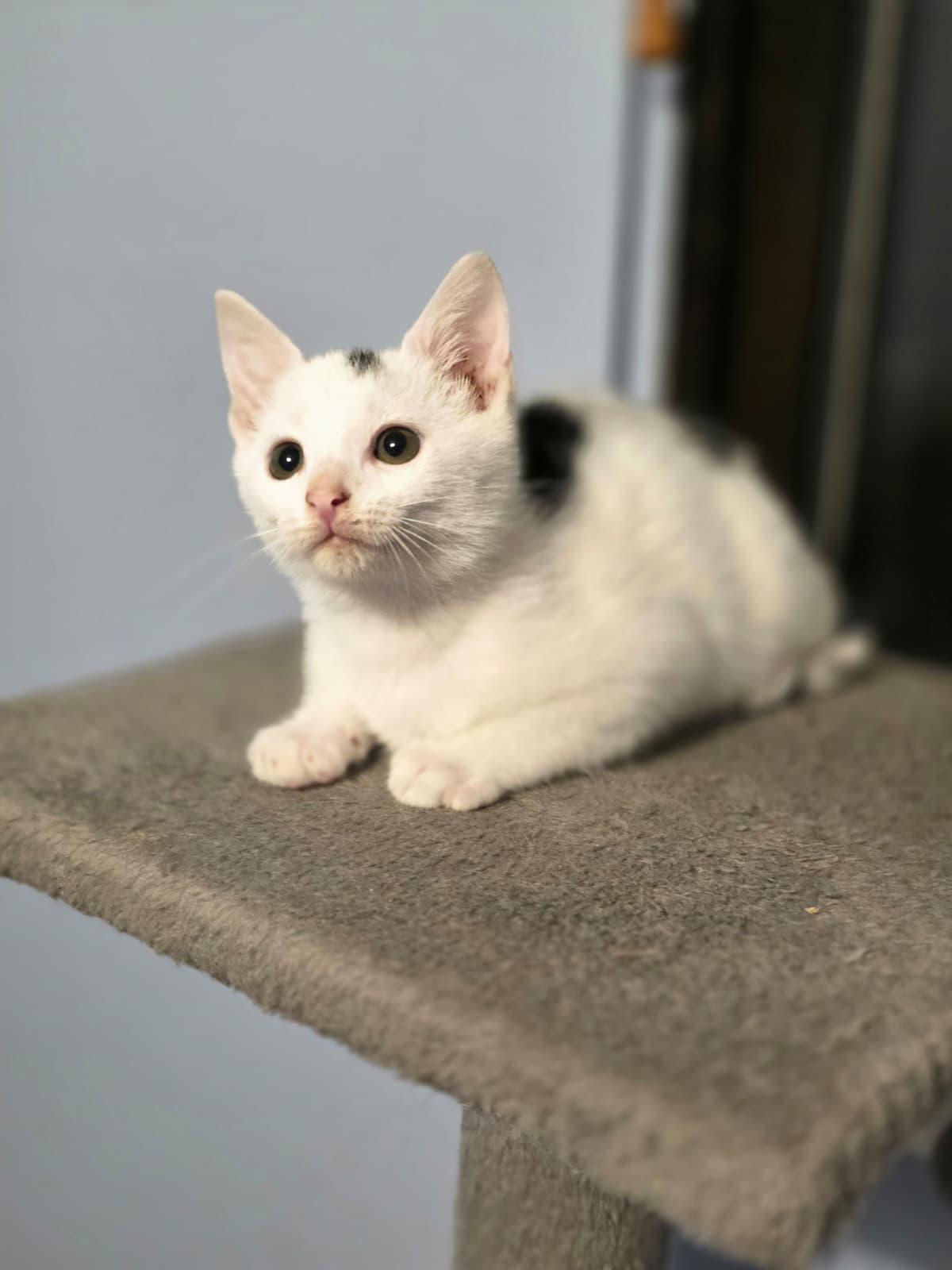 Kevin, Adoptable, Kitten Male Domestic Short Hair.