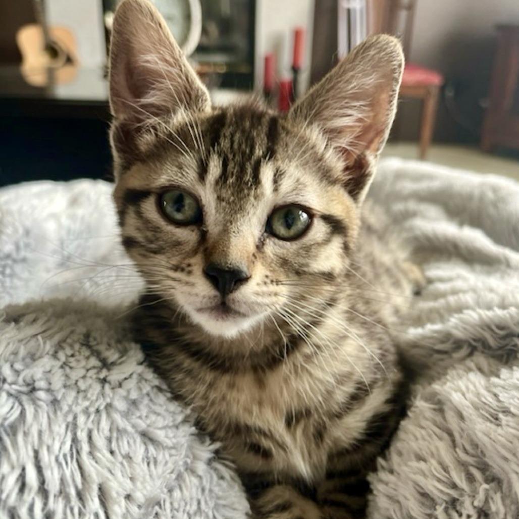 Bentley, a Adoptable Domestic Short Hair in Talent, OR image 1/5