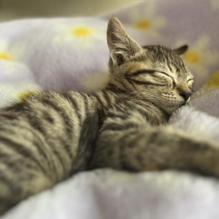 Bentley, a Adoptable Domestic Short Hair in Talent, OR image 2/5