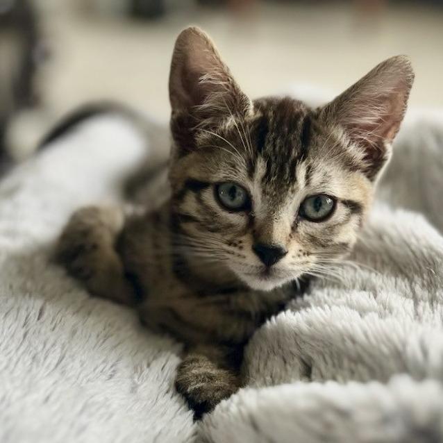 Bentley, a Adoptable Domestic Short Hair in Talent, OR image 3/5
