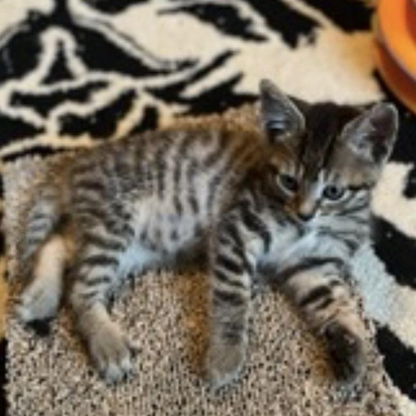 Bentley, a Adoptable Domestic Short Hair in Talent, OR image 4/5