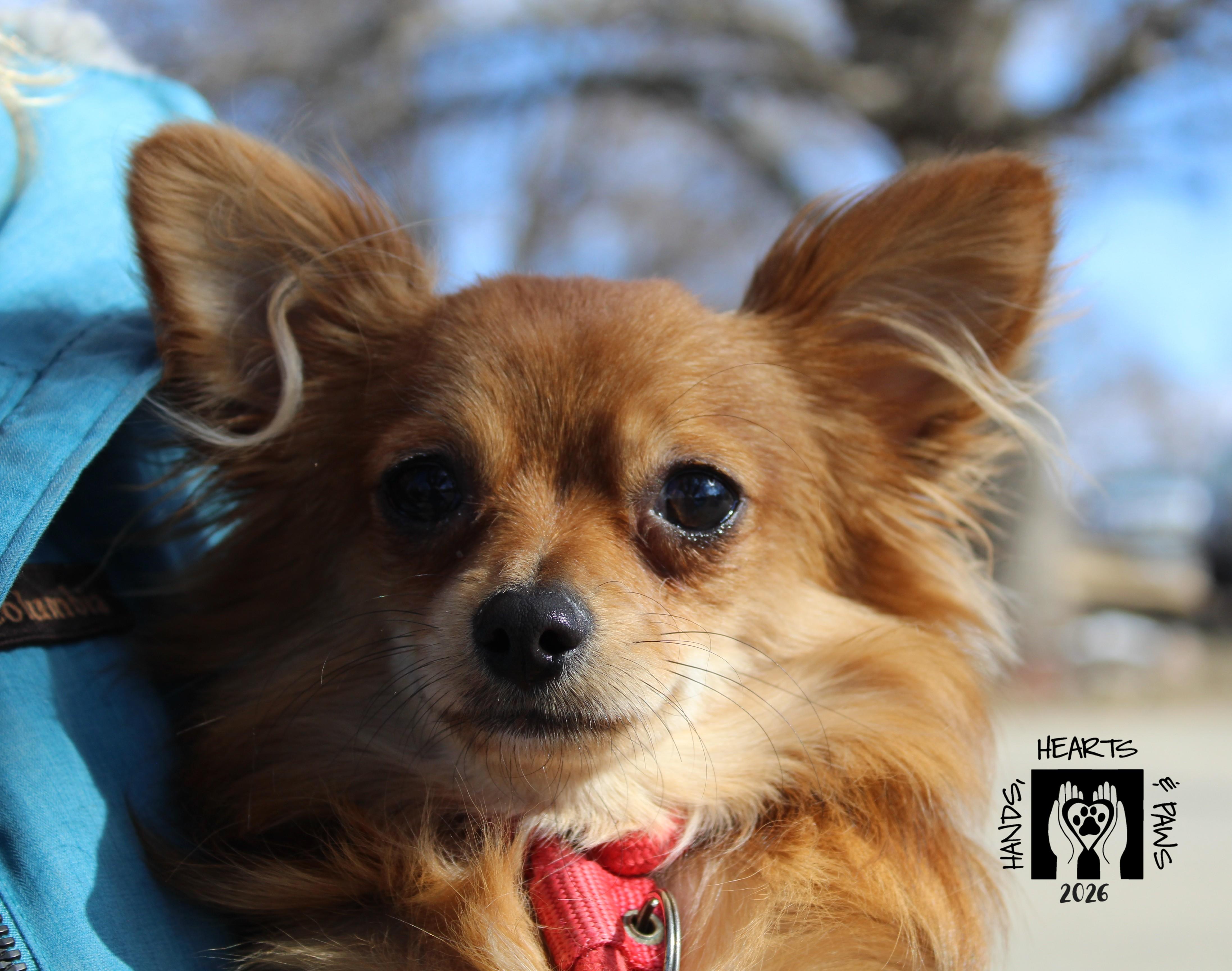 Hezekiah, Adoptable, Puppy Male Chihuahua.