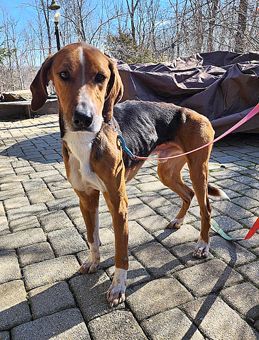 Weeman, Adoptable, Adult Male American Foxhound.
