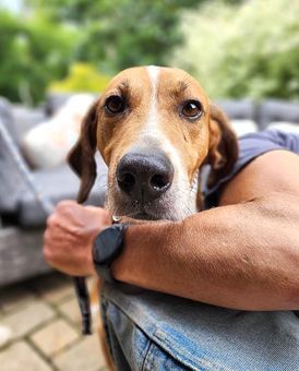 Enlarge Weeman, a Adoptable American Foxhound in Canterbury, CT image 2/6