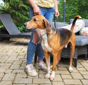 Enlarge Weeman, a Adoptable American Foxhound in Canterbury, CT image 3/6