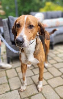 Enlarge Weeman, a Adoptable American Foxhound in Canterbury, CT image 4/6