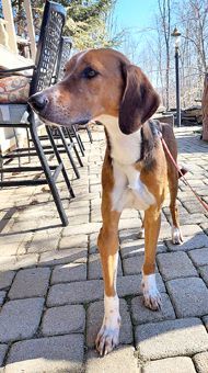 Enlarge Weeman, a Adoptable American Foxhound in Canterbury, CT image 5/6