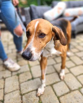 Enlarge Weeman, a Adoptable American Foxhound in Canterbury, CT image 6/6