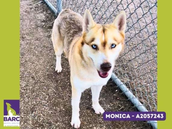 MONICA — thumbnail 2