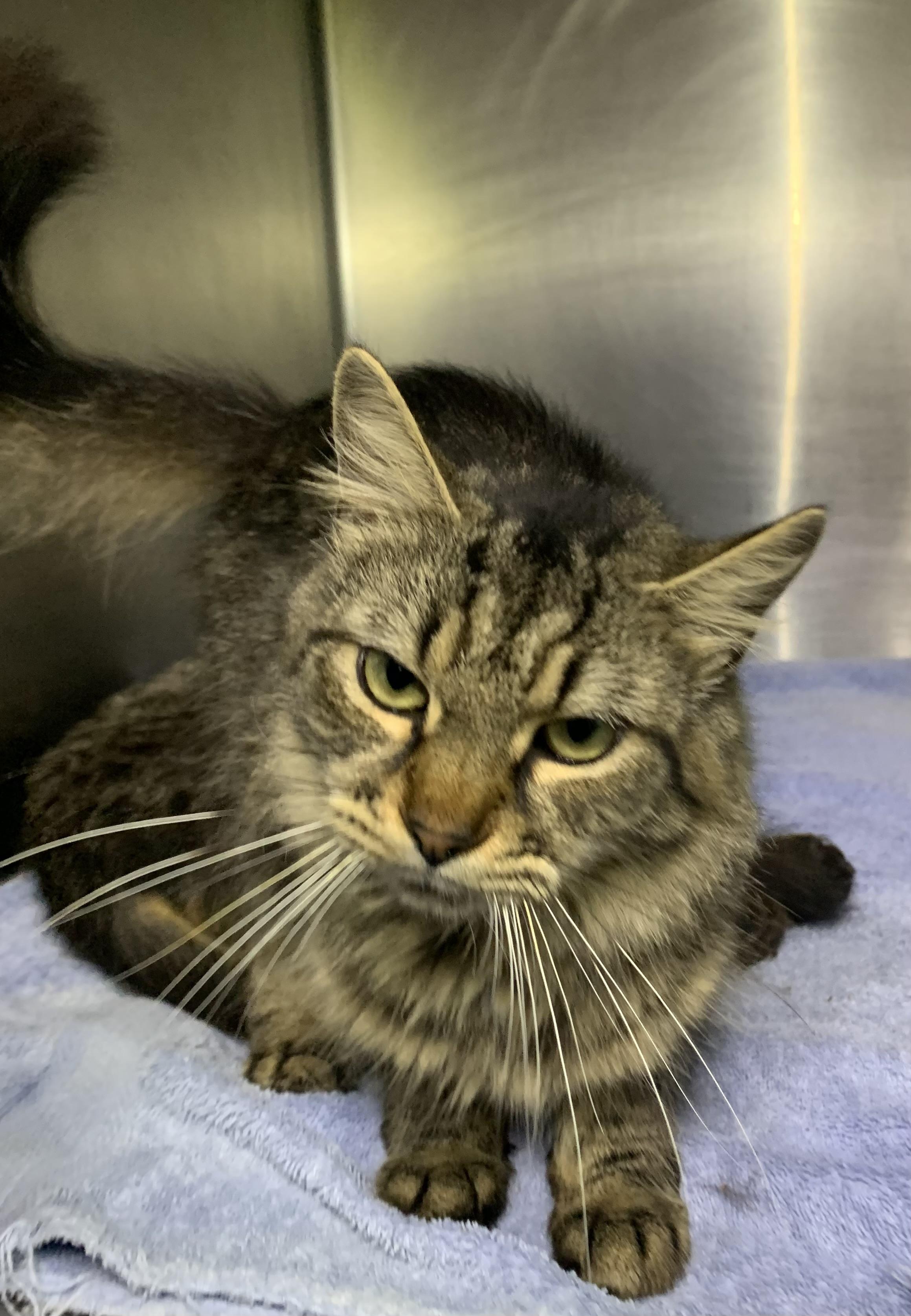 Mallory, Adoptable, Adult Female Domestic Long Hair & Maine Coon.