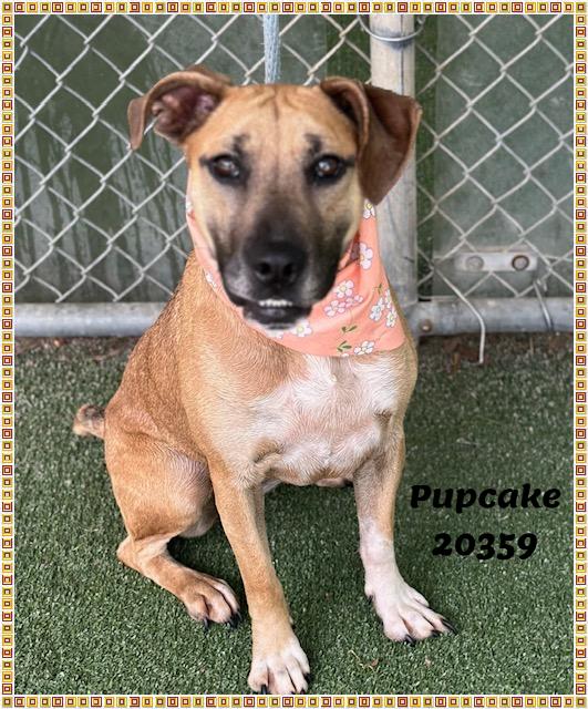 PUPCAKE, a ADOPTABLE mixed breed in Marietta, GA image 5/6