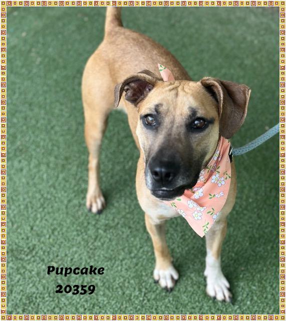 PUPCAKE, a ADOPTABLE mixed breed in Marietta, GA image 4/6