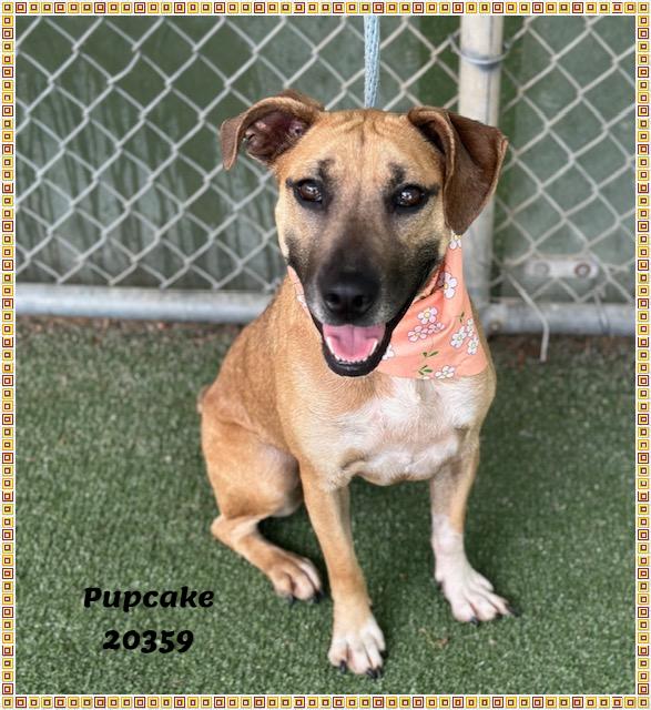 PUPCAKE, ADOPTABLE, Young Female Shepherd.