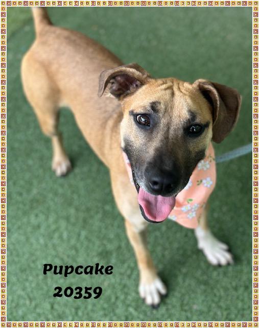 PUPCAKE, a ADOPTABLE mixed breed in Marietta, GA image 2/6