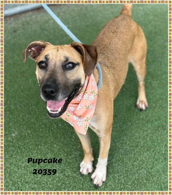 PUPCAKE, a ADOPTABLE mixed breed in Marietta, GA image 3/6