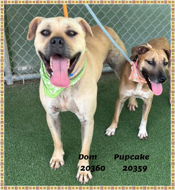 PUPCAKE, a ADOPTABLE mixed breed in Marietta, GA image 6/6