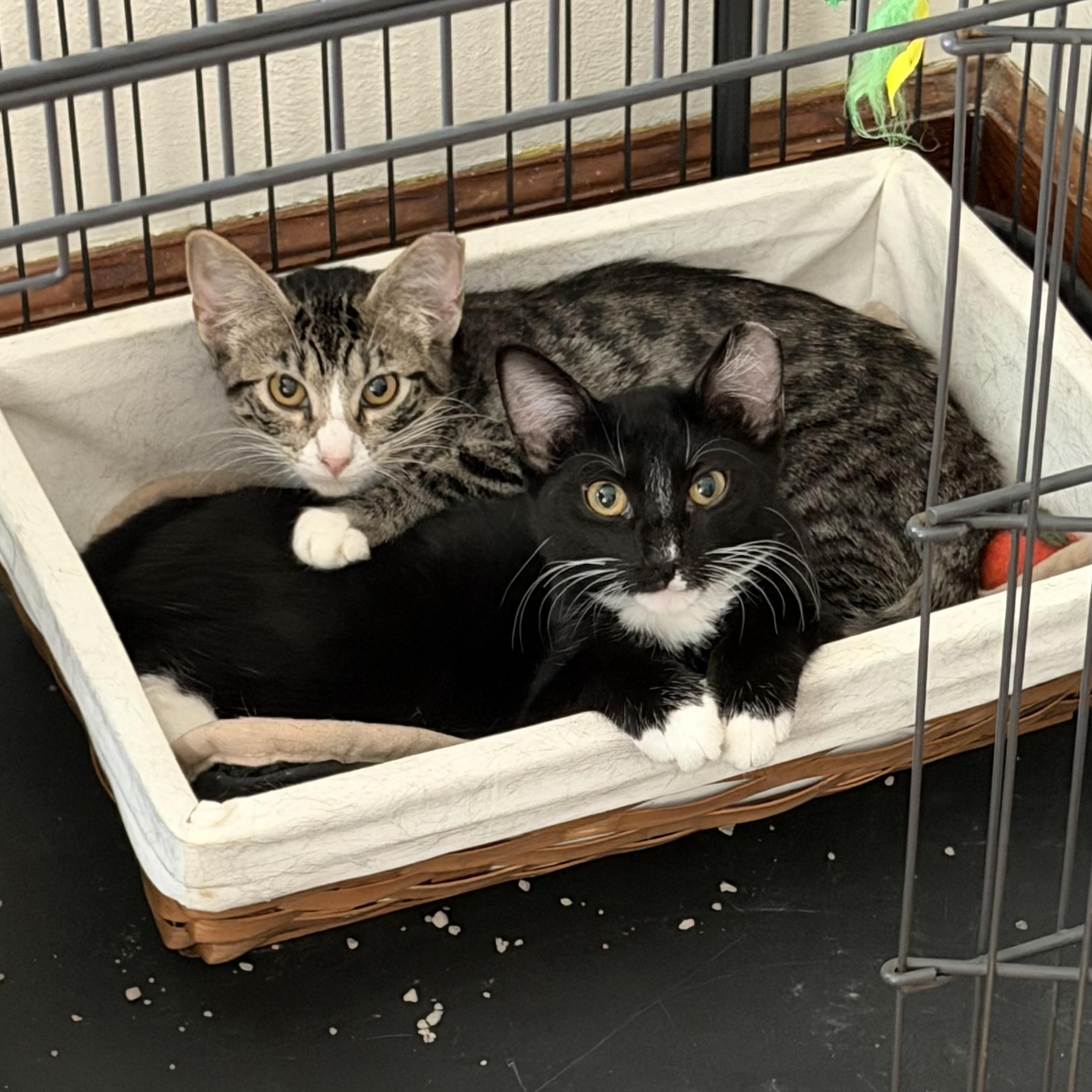Enlarge Tabitha, a Adoptable Domestic Short Hair in Saint Charles, MO image 2/2