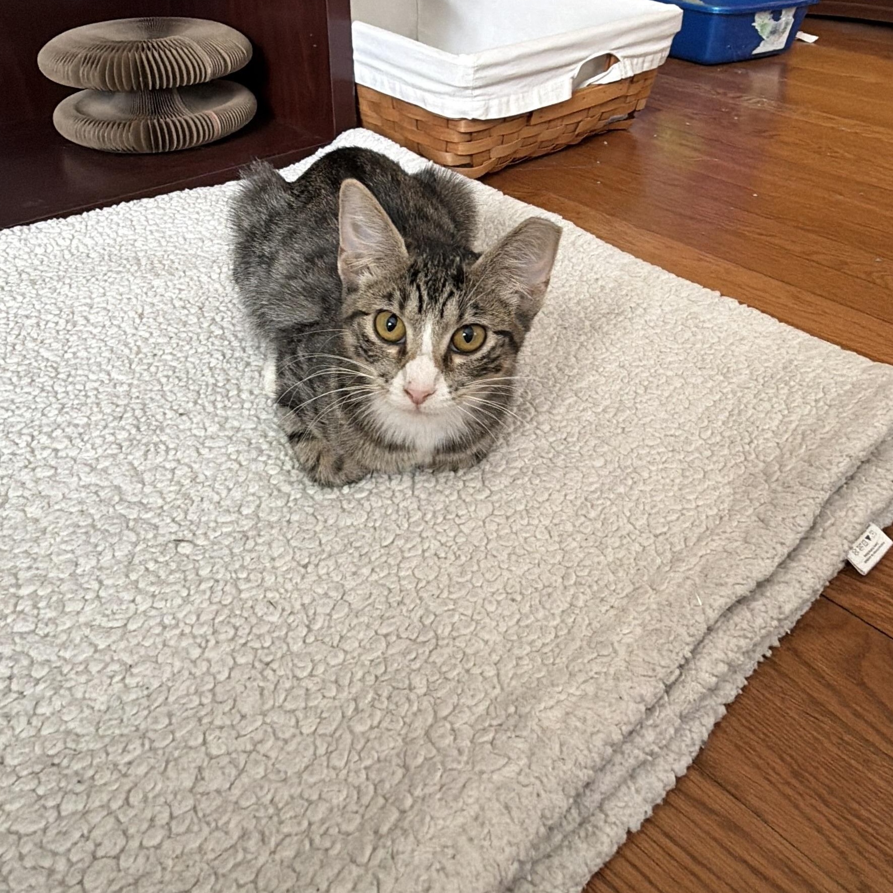 Tabitha, Adoptable, Kitten Female Domestic Short Hair.