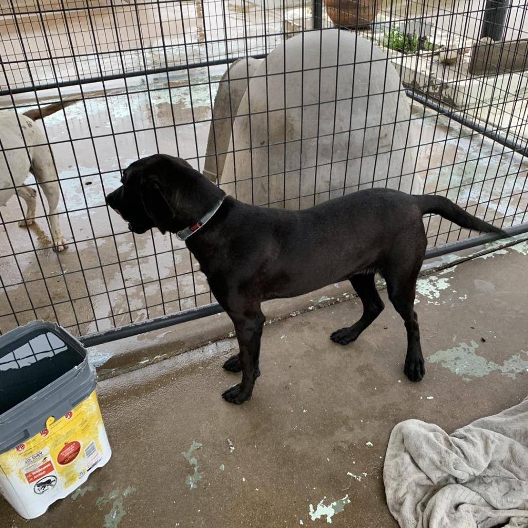 Milo, Adoptable, Adult Male Labrador Retriever.