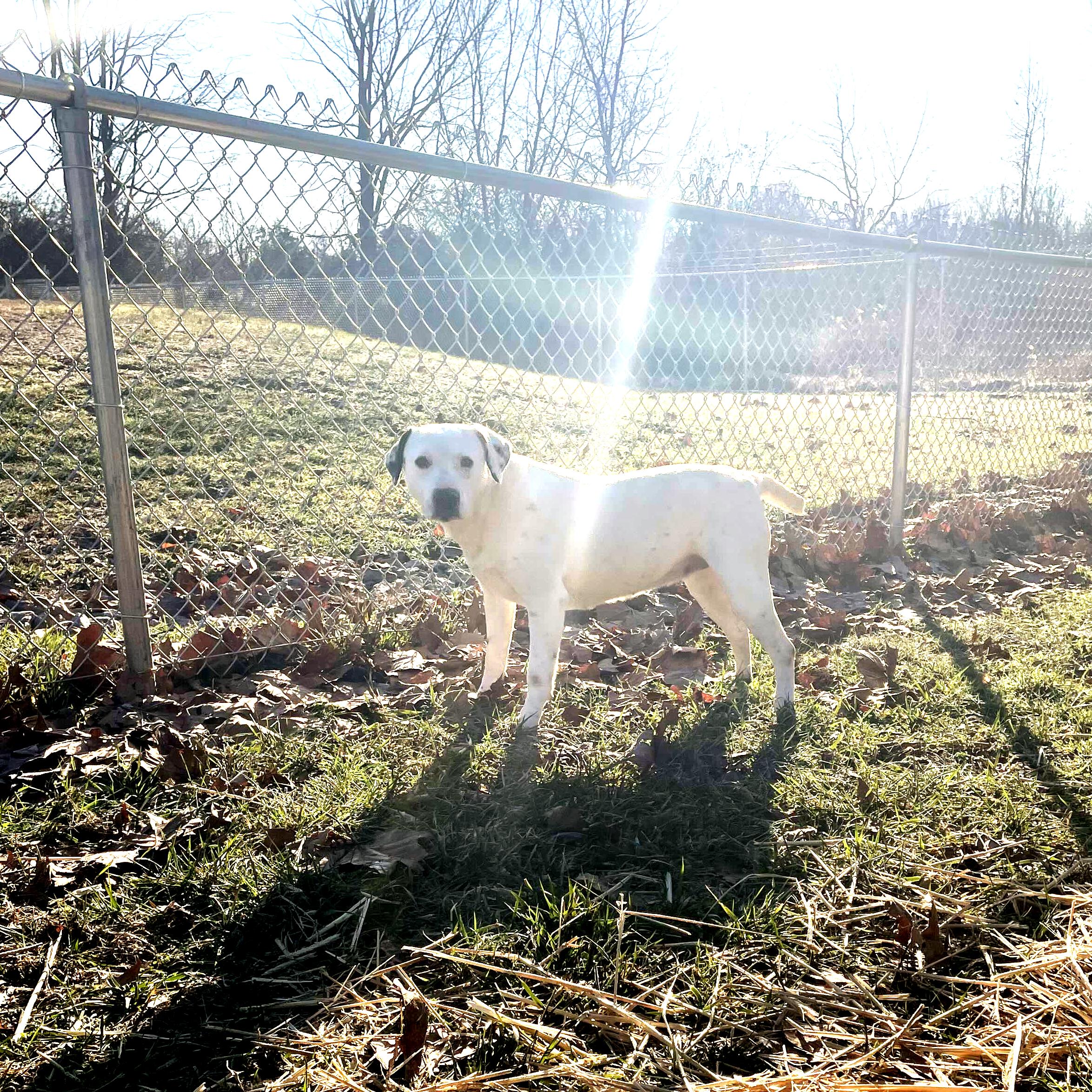 Enlarge Bree, a ADOPTABLE mixed breed in Sulphur, KY image 6/6