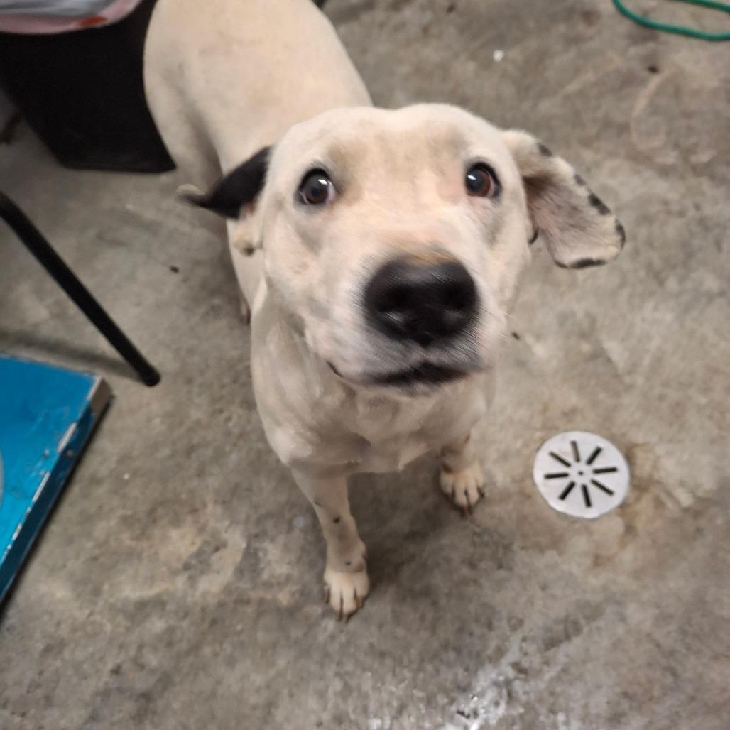 Bree, ADOPTABLE, Young Female Dalmatian.