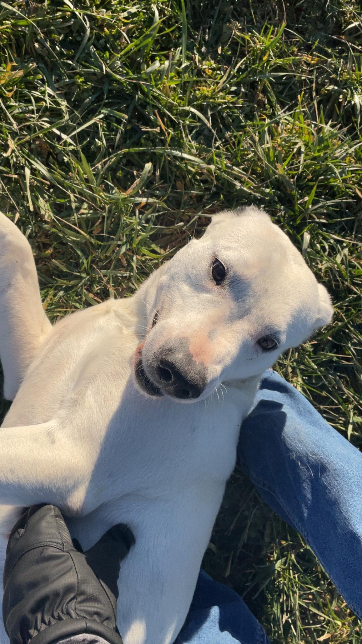 Enlarge Bree, a ADOPTABLE mixed breed in Sulphur, KY image 4/6