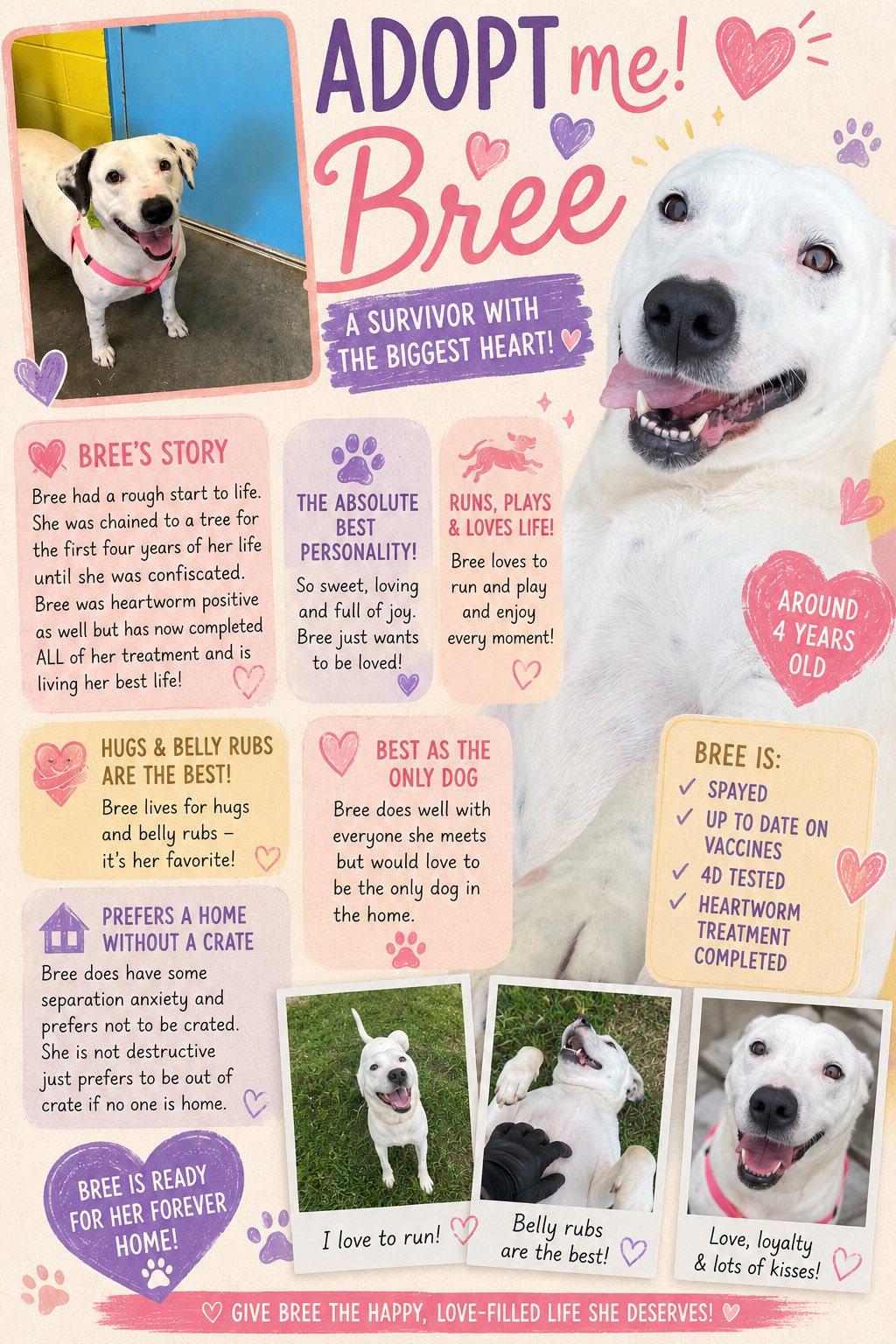 Bree, a ADOPTABLE mixed breed in Sulphur, KY image 2/5