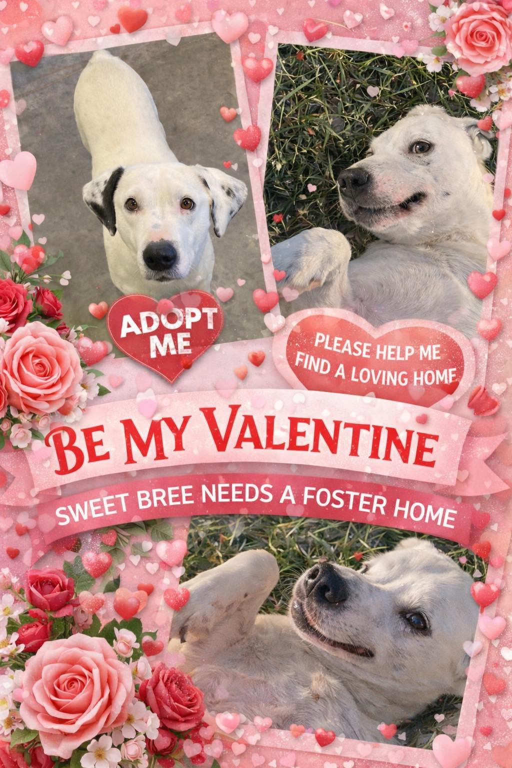 Bree, ADOPTABLE, Young Female Dalmatian.