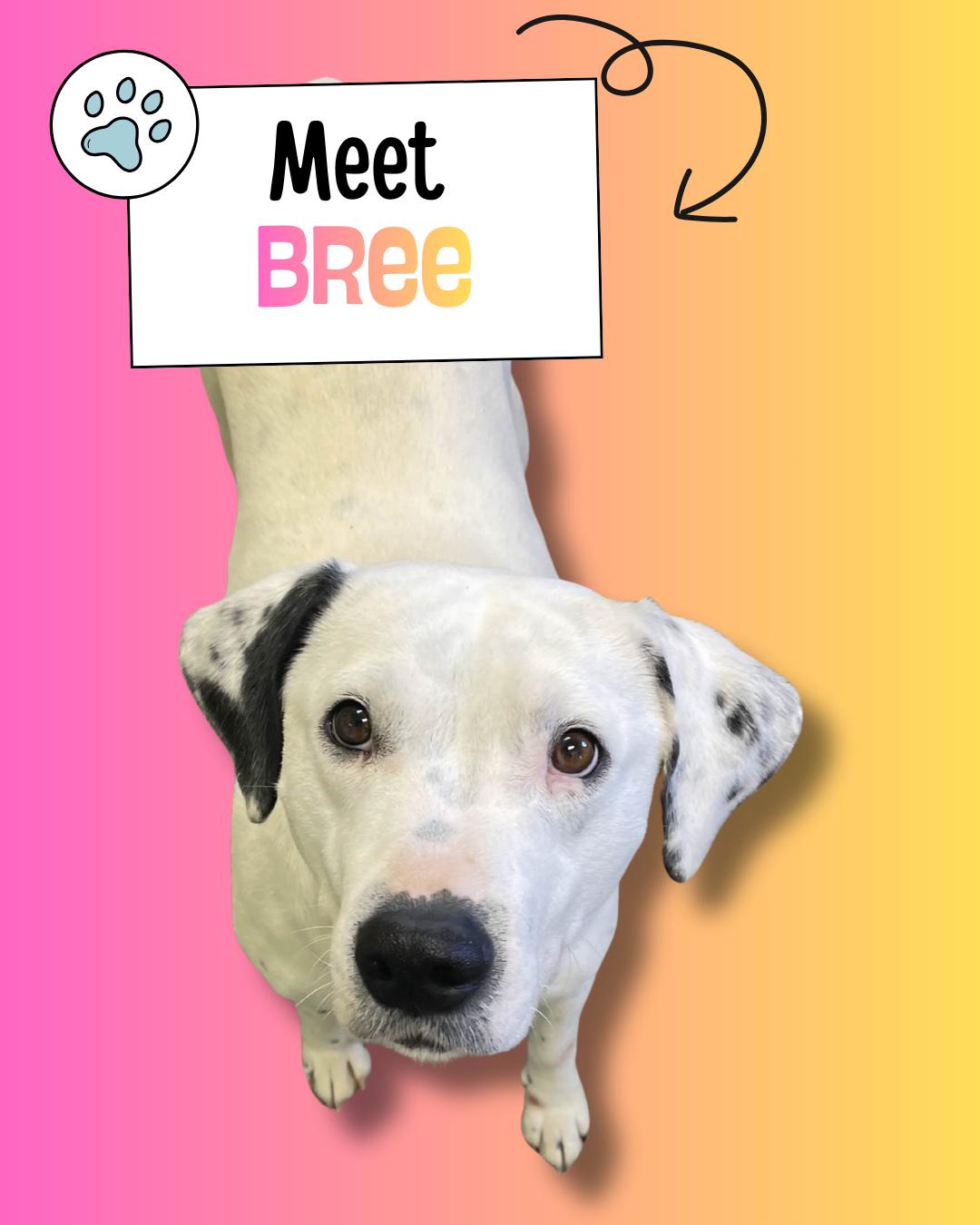 Bree, ADOPTABLE, Young Female Dalmatian.