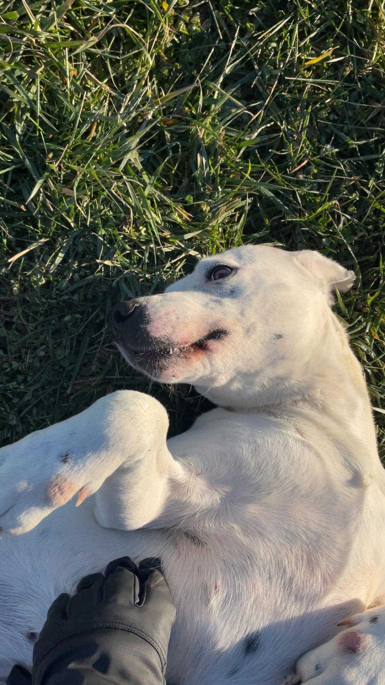 Enlarge Bree, a ADOPTABLE mixed breed in Sulphur, KY image 5/6
