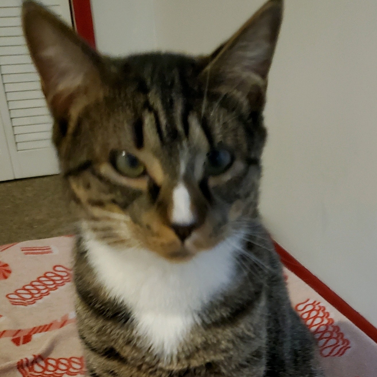 Jesse and James, a Adoptable Domestic Short Hair in Landenberg, PA image 2/5