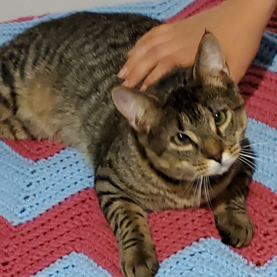 Jesse and James, a Adoptable Domestic Short Hair in Landenberg, PA image 4/5