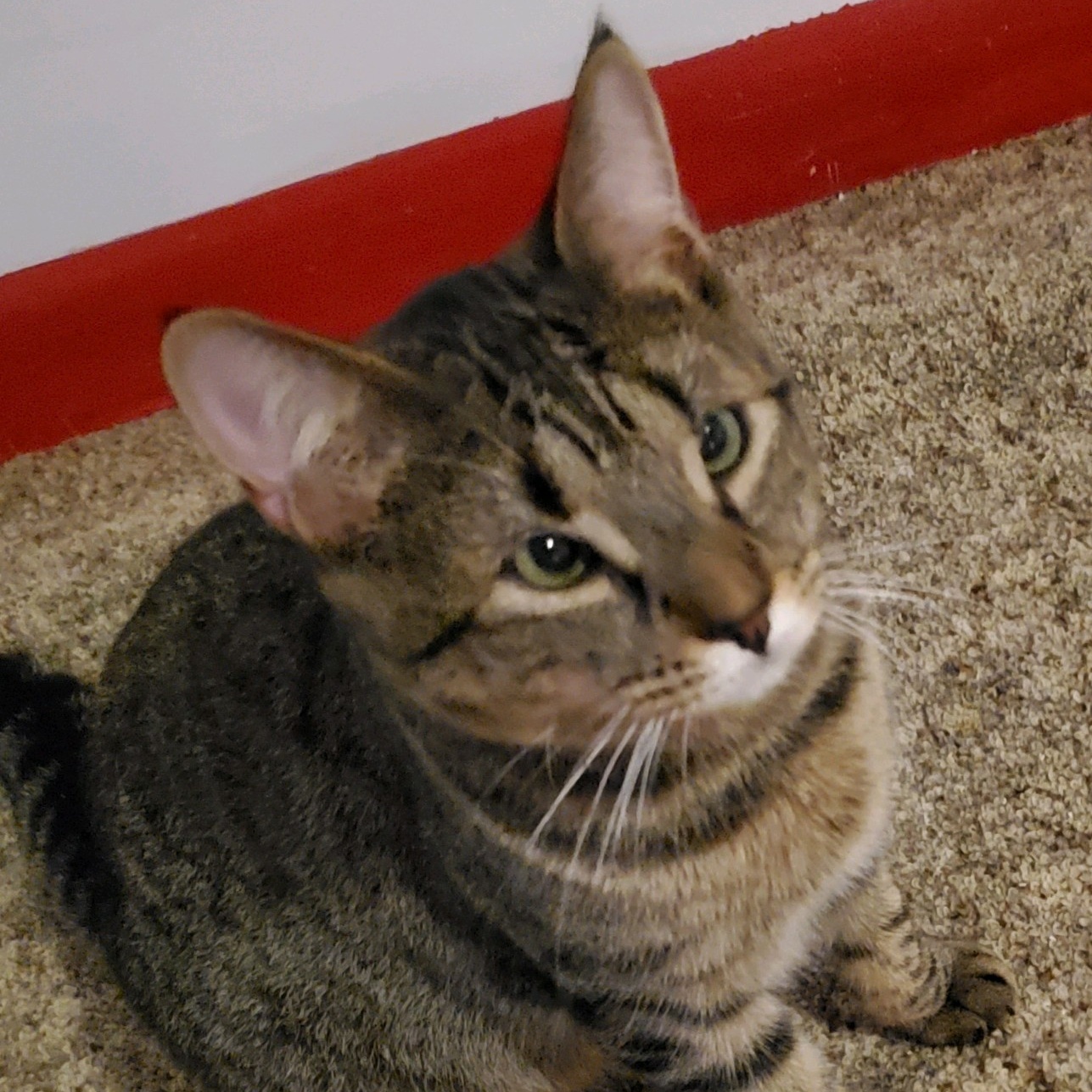 Jesse and James, a Adoptable Domestic Short Hair in Landenberg, PA image 5/5