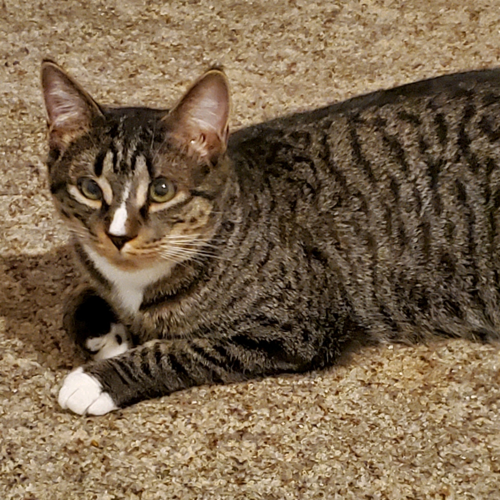 Jesse and James, a Adoptable Domestic Short Hair in Landenberg, PA image 1/5